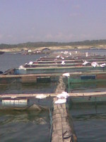 Karamba 